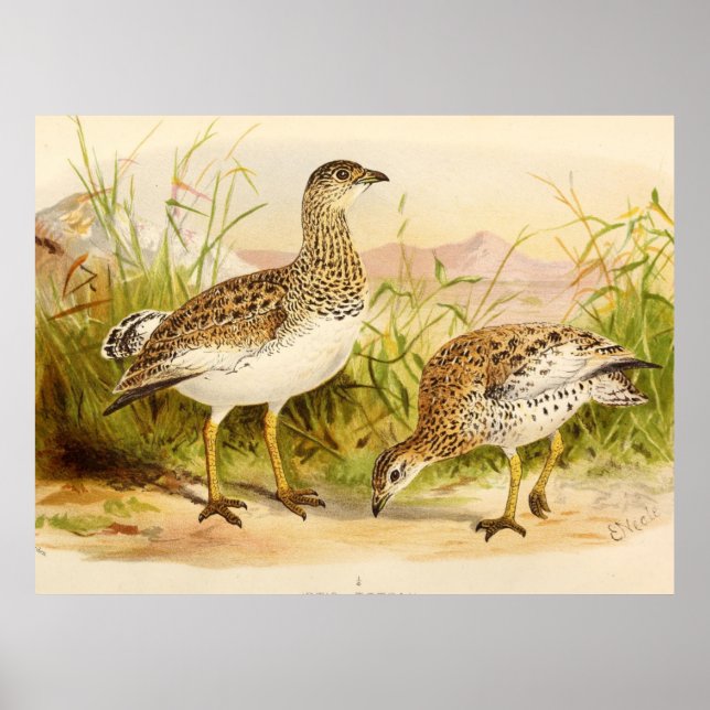 Otis Tetrax Illustration Poster (Front)