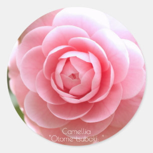Otome-tsubaki: Camellia [Round Seal] Classic Round Sticker