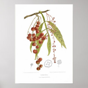 Otorpha alata poster