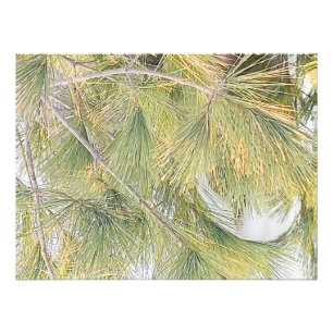 Ottawa Snow and Pine Tree. Buy Now Photo Print