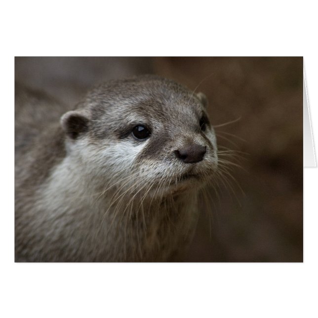 Otter (Front Horizontal)