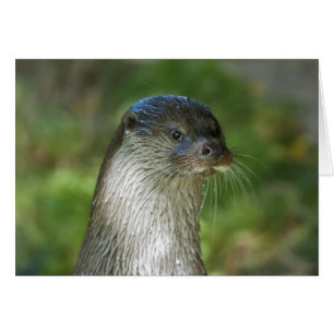 Otter