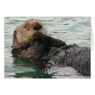 otter 116c
