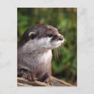otter-342 postcard