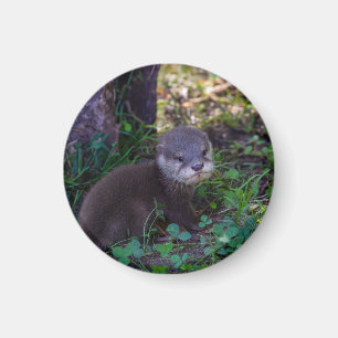 Otter Beginnings – First Adventure Magnet