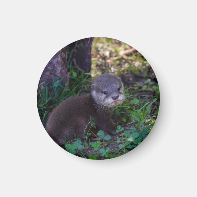 Otter Beginnings – First Adventure Magnet (Front)