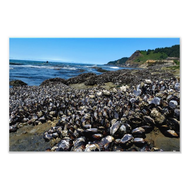 Otter Crest Beach Oregon Photo Print (Front)