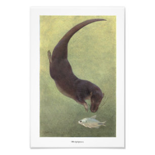 Otter diving for Fish illustration Photo Print