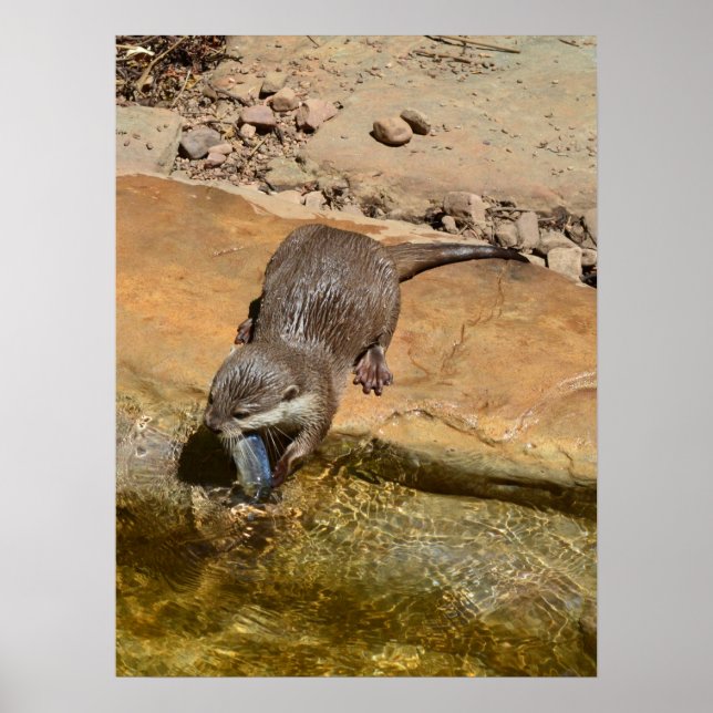 Otter Eating Fish By Pond, Poster (Front)