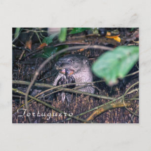 Otter eating fish in Tortuguero - Costa Rica Postcard