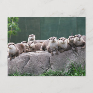 Otter family postcard