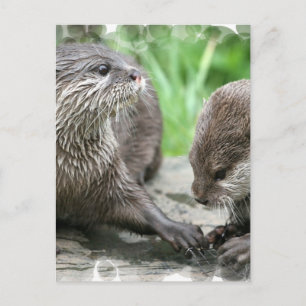 Otter Habitat Postcards