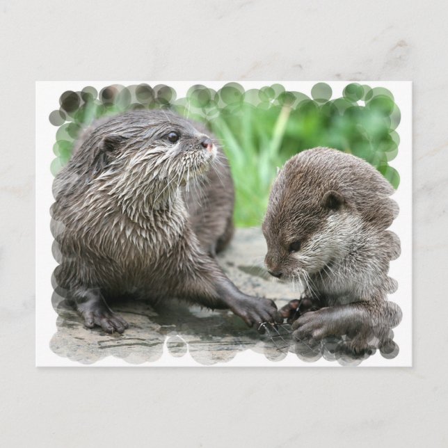 Otter Habitat Postcards (Front)