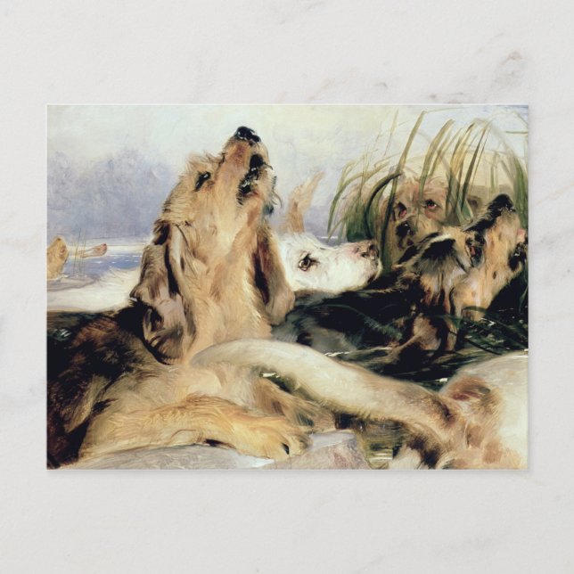 Otter Hounds Postcard (Front)