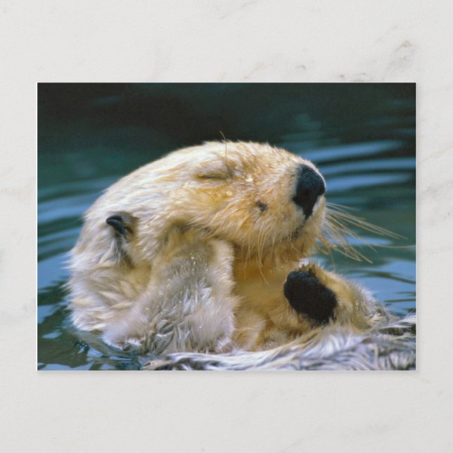 Otter in the pool postcard (Front)