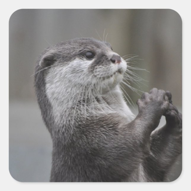 Otter Mastermind Stickers (Front)