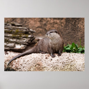 Otter On The Rock Poster