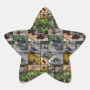 Otter Photo Collage Star Stickers. Sticker