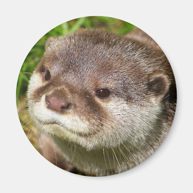 Otter Portrait Magnet (Front)