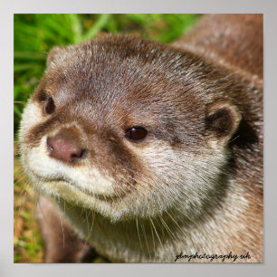 Otter Portrait Poster