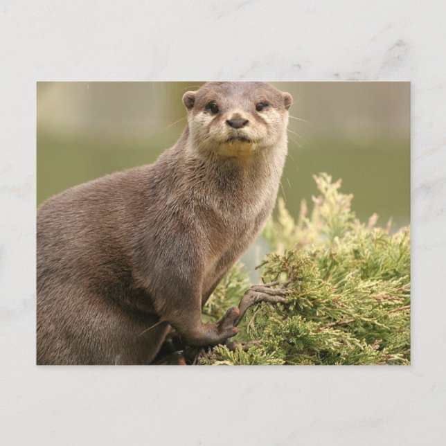 Otter Postcard (Front)