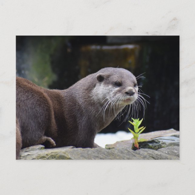 Otter  postcard (Front)
