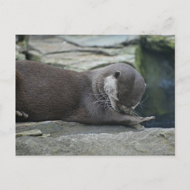 Otter  postcard (Front)