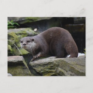 Otter  postcard