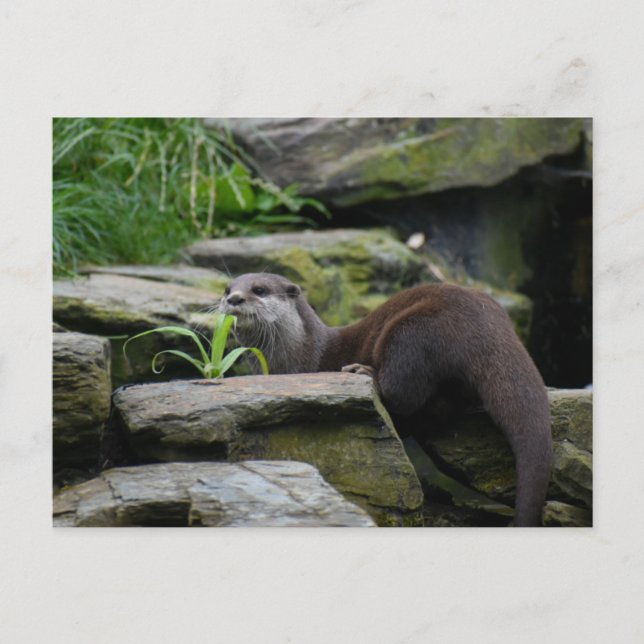 Otter  postcard (Front)
