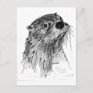 Otter Whiskers Postcard