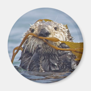 Otter Wrapped in Kelp.Magnet Magnet