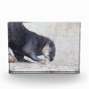 Otterky sleek photo block