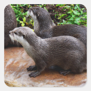 Otterly To Cute, Otter Square Stickers