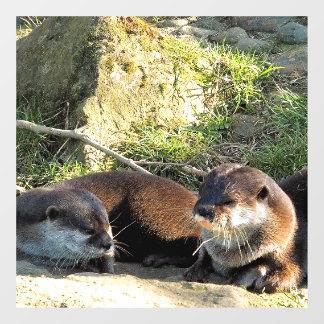 OTTERS
