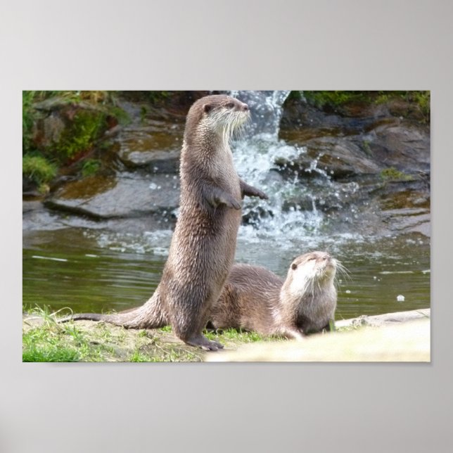 Otters by a waterfall poster (Front)