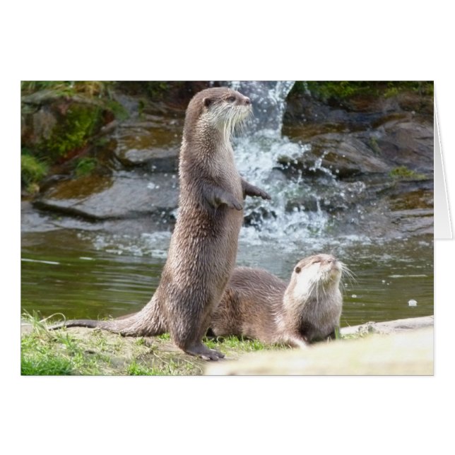 Otters enjoying the sun (Front Horizontal)