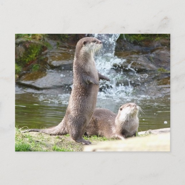 Otters enjoying the sun postcard (Front)