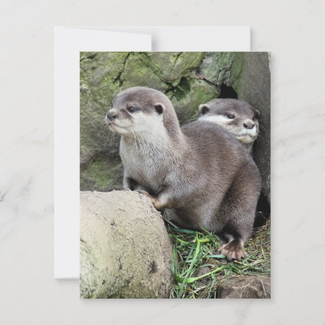 OTTERS INVITATION (Front)