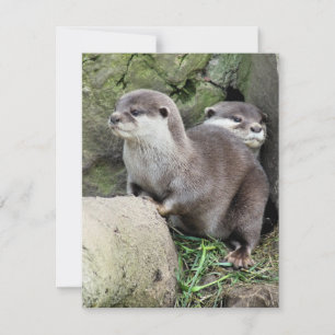 OTTERS INVITATION
