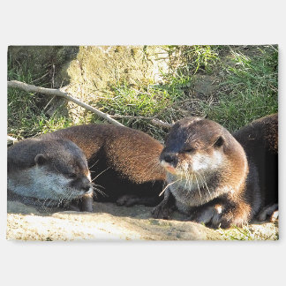 OTTERS MAGNET