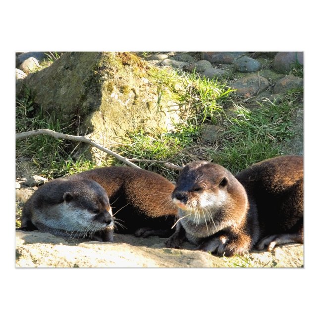 OTTERS PHOTO PRINT (Front)