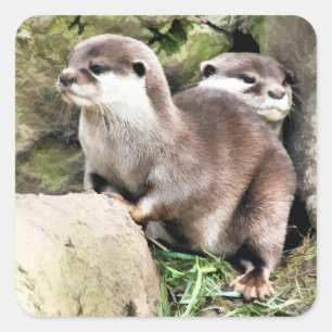 OTTERS SQUARE STICKER