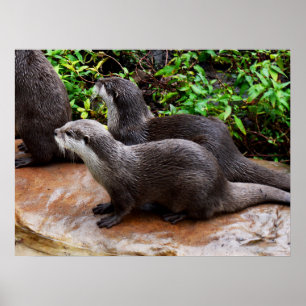 Otters That Are Ottely To Cute,  Poster