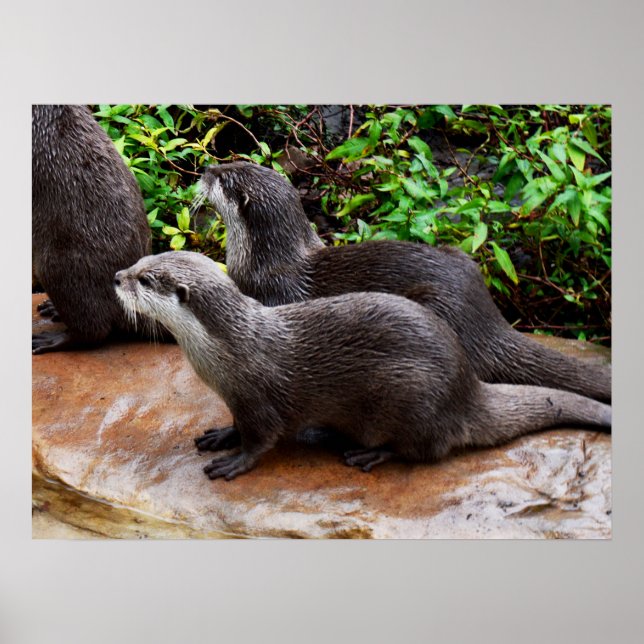 Otters That Are Ottely To Cute,  Poster (Front)