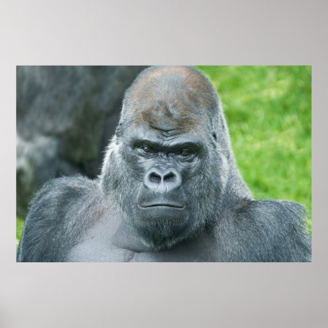 Oumbi's Power A Silverback Portrait Poster (Front)