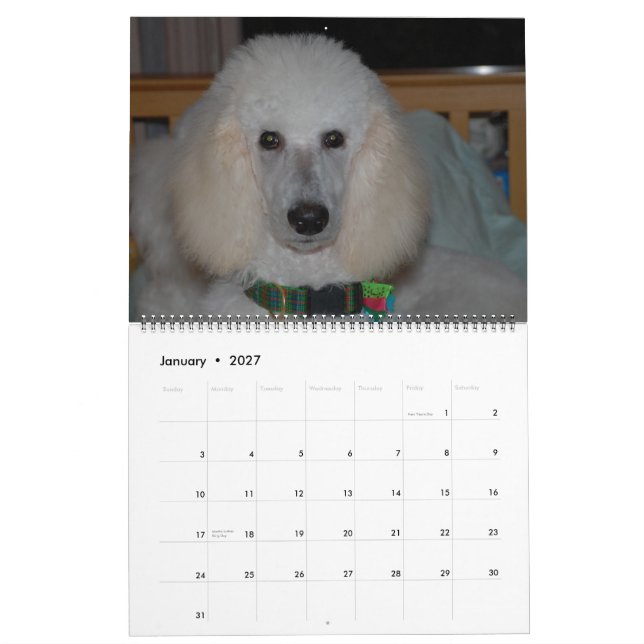 Our Beautiful Standard Poodles 2011 Calendar (Jan 2027)