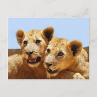 Our cute lion faces