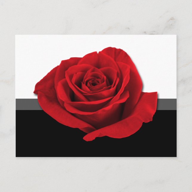 Our Love Rose ~ postcard (Front)