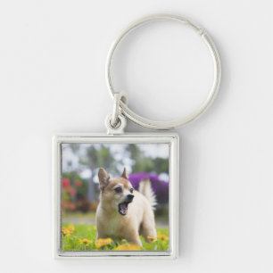 Our pet dog kekai. He's half pomeranian and half Key Ring