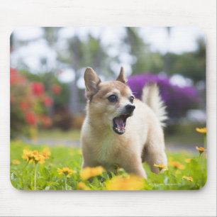 Our pet dog kekai. He's half pomeranian and half Mouse Pad